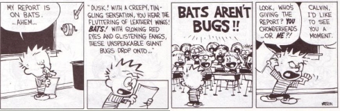 Bats Arent Bugs!